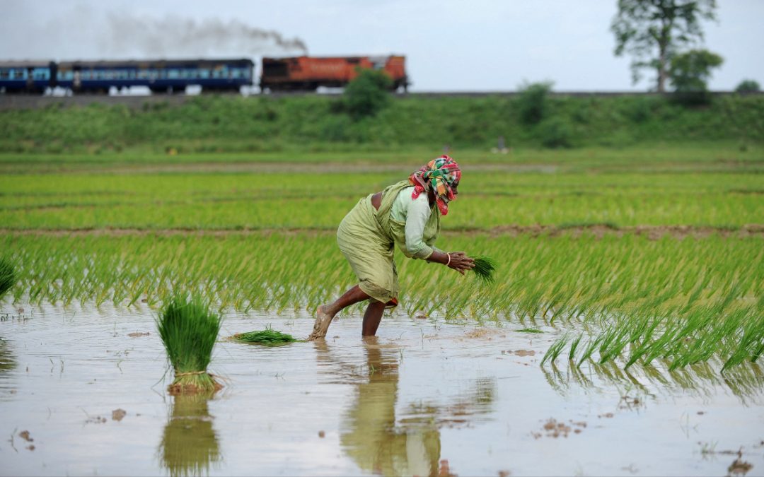 Varaha helps Indian farmers reduce climate-harming practices like burning crop residue and flooding rice fields